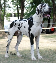 CARLO Dolanský dvůr - GCh.SK, CZ, Ch.SK, CZ