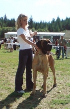 ALBI IRWIN Natinor  - GCh.SK, Ch.CZ, SK, JCh.CZ