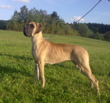 ALEXIS Glencar Dog - Ch.CZ, JCh.CZ