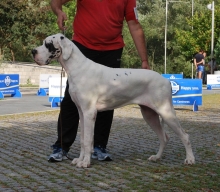 AMAZONE del Negre de la Perla