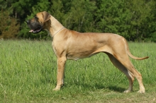 BAGHÍRA Pretorian Dog - GCh.CZ, Ch.CZ, SK, CRO, JCh.CZ