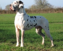 BARKLEY des Geants du Bocage