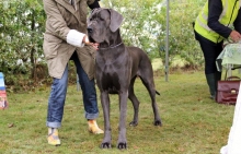 BEISY Beautiful Blue Ballerines - CIB, GCh.SK, CZ, Ch.CZ, SK, CMKU, JCh.CZ, SK