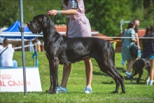 BELLA Margarejro - CIB., GCh.SK, Ch.PL, SK, H, JCh.SK