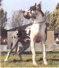 CABALLERO v.Saphir