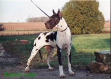 CAMBRELETTE des Terres de la Rairie