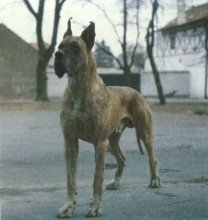 CHOSÉ Bonoda - Ch.CZ