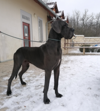 CIQ La Bella Unigolla - CIB., GCh.CZ, RO, Ch.CZ, RO, SK