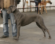 CLIO Apollo Dog