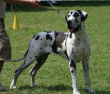 DAISY de L'orée des Bois d'Astros