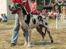 EL-KING of Austria Great Stars