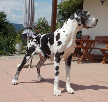 ELLA FITZGERALD von Wiederholz - GCh.CZ, Ch.CZ, SK, A, JCh.CZ