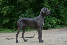 ELUNE Hromadog brunensis - Ch. CZ, SK