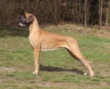 ERASINA Pretorian Dog - GCh.CZ, Ch.CMKU, CZ, JCh.CZ