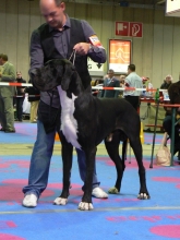 FALOWN d'Omaha Dog - Ch.Fr, Mon, Lux, JCh.Lux