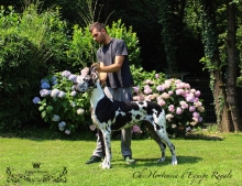 HORTENSIA d'Equipe Royale