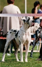 IEARLING de Fortuna Majeur - CIB, Fr