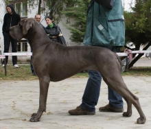 ISOLDE Apollo Dog - GCh.SK, CZ, Ch.CZ, SK, JCh.SK