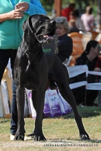 JOHAN Apollo Dog - CIB, GCh.CZ, SK, Ch.CZ, SK, CRO, JCh.CZ, SK