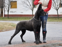 KENYA v.Gigantic Blau