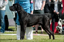 MERLIN v.Hollenstein - CIB, GCh.RU, Ch.Bal, BE, Est, VDH, LTV, MAK, RO, SLO, 