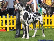 NASTASIA Miréz Bohemia - CIB, Ch.CZ, JCh.CZ