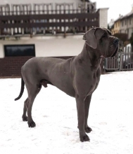 PRESLEY BLUE Hradecká hvězda - GCh.CZ, Ch.CZ, JCh.SK, šš.SK