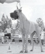 SUERTE de Baussenque