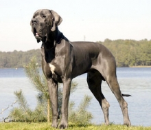 URON de la Legende des Nyphes Bleues