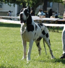 USHALINA de la Benjamine