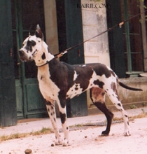 VENSKA des Terres de la Rairie