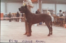 VIDOCQ Royal