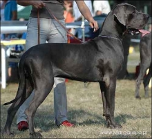 VIZZARUMBHA de la Benjamine - JCh.Pl