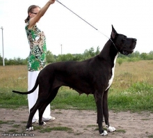 ZAMIN BE MY DREAM Terra Alano - CIB, GCh.UK, BEL, Ch.UK, BAL, BEL, JCh.UK