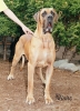 BRAYEN from Minitz - GCh.SK, Ch.CZ, SK, A