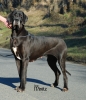 BRIGITTE Velvet dog - VCh.CZ, SK, Ch.SK, JCh.CZ