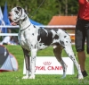 ABRUS STAR Claudia Bohemica - CIB, GCh.CZ, Ch.CZ, CMKU, JCh.CZ