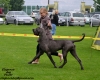 ALMANSORS QUINTUS Mirabilis Gemma - CIB, GCh.SK, Rum, Ch.SK, Rum, HR, H, JCh.Rum, SK