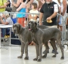 APASCHA Hromadog Brunensis - Ch.CZ, JCh.CZ