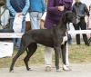 ASCHLEY Elegance Dog - Ch.SK