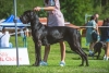 BELLA Margarejro - CIB., GCh.SK, Ch.PL, SK, H, JCh.SK