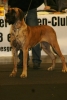 CAMIRO Norach - GCh.CZ, Ch.CZ, JCh.CZ