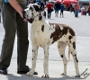 CASABLANCA Elegance Dog - CIB, GCh.SK, Ch.SK, JCh.SK