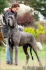 CASHMERE HEAVENLY BLUE Margarejro - CIB, GCh.BU, RO, Ch.PL, RO, GR, BG, Ltv