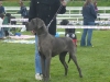 CELESTA Apollo Dog - JCh.CZ, SK, PL