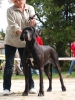 CHARDONNAY Catley Ranch - CIB, GCh. SK, CZ, Ch.SK, H, RO, CG, BG, Mak, CZ, SLO, A, HR, JCh.CZ