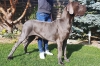 CHARLESS Mirabilis Gemma - CIB, GCh.SRB, Ch.SK, CZ, SRB