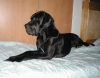 CHRISTIN Dog-Lome - GCh.SR, Ch.CZ, SR, PL, JCh.CZ