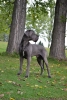 DARIUS BRUNO Hromadog brunensis - CIB, GCh.SK, CZ, Ch.SK, CZ, A, JCh.SK, CZ