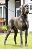 DIEGO Apollo Dog - JCh.CZ